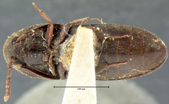 Media type: image;   Entomology 33712 Aspect: habitus ventral view